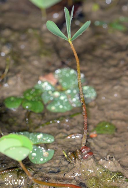 Marsilea quadrifolia : détail des sporocarpes