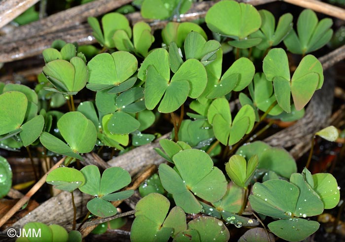 Marsilea quadrifolia