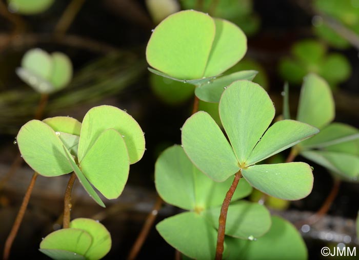 Marsilea quadrifolia