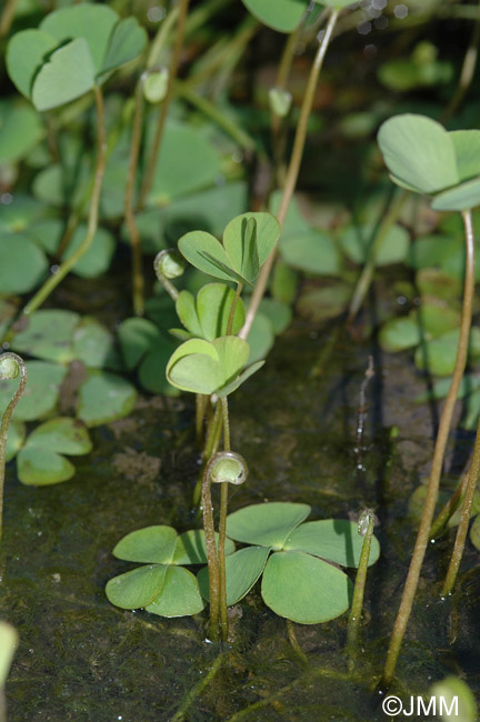 Marsilea quadrifolia