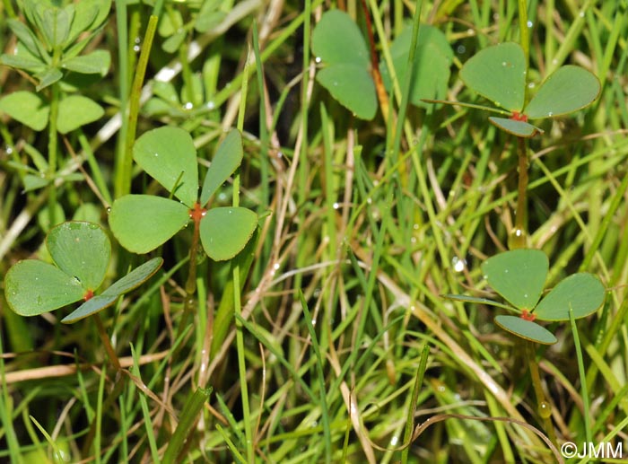 Marsilea strigosa