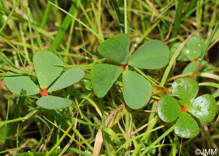 Marsilea strigosa