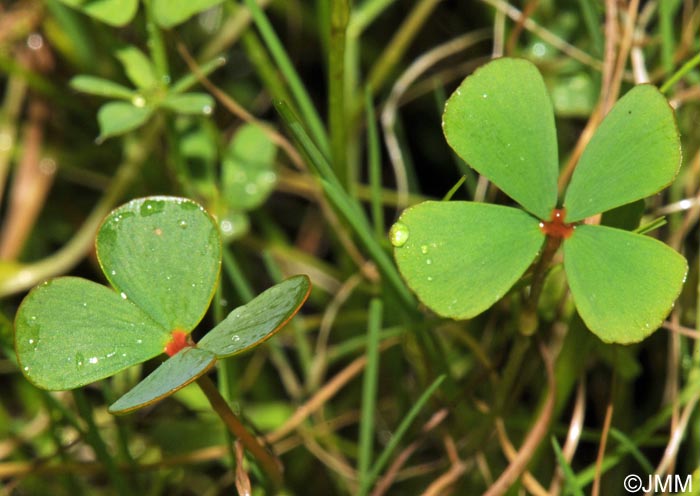 Marsilea strigosa