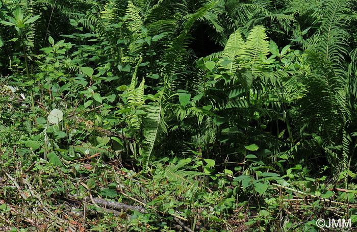 Matteuccia struthiopteris & Reynoutria japonica