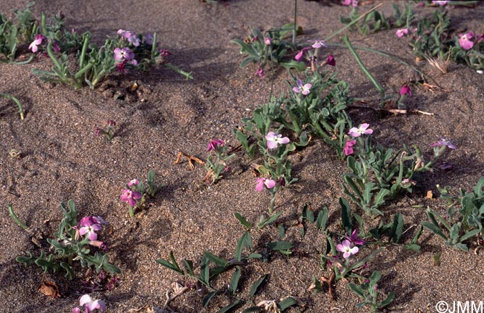 Matthiola tricuspidata