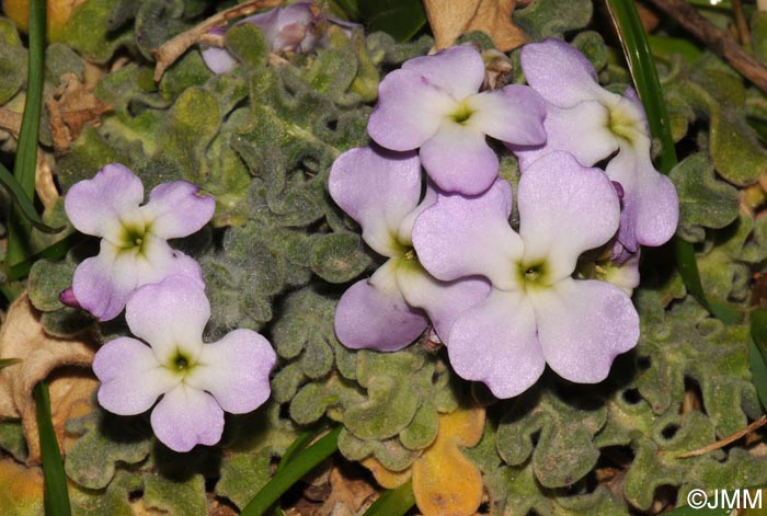 Matthiola tricuspidata