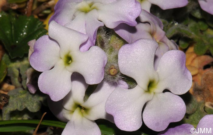 Matthiola tricuspidata