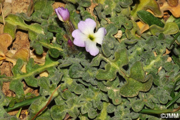 Matthiola tricuspidata