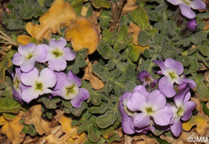 Matthiola tricuspidata