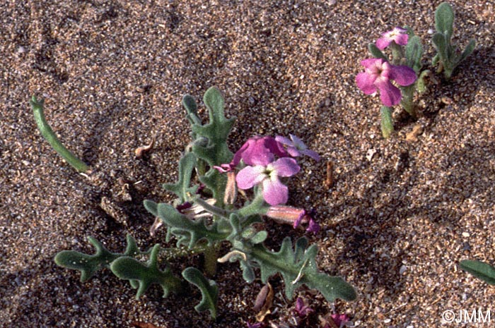 Matthiola tricuspidata