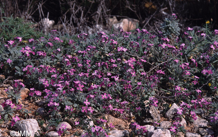 Matthiola tricuspidata