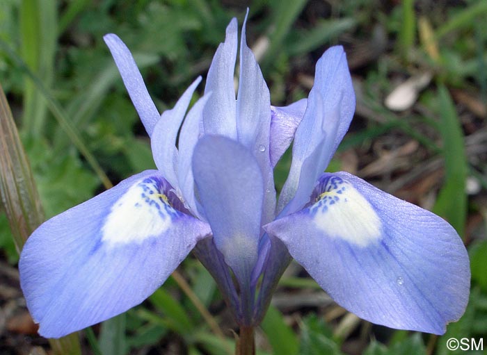 Moraea sisyrinchium = Iris sisyrinchium = Gynandriris sisyrinchium