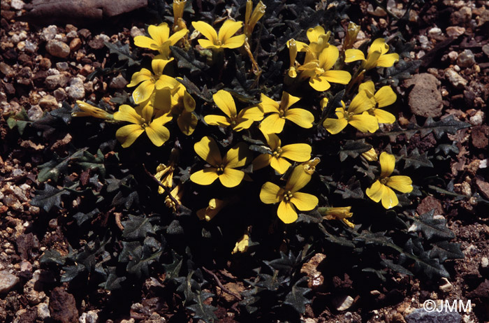 Morisia monanthos