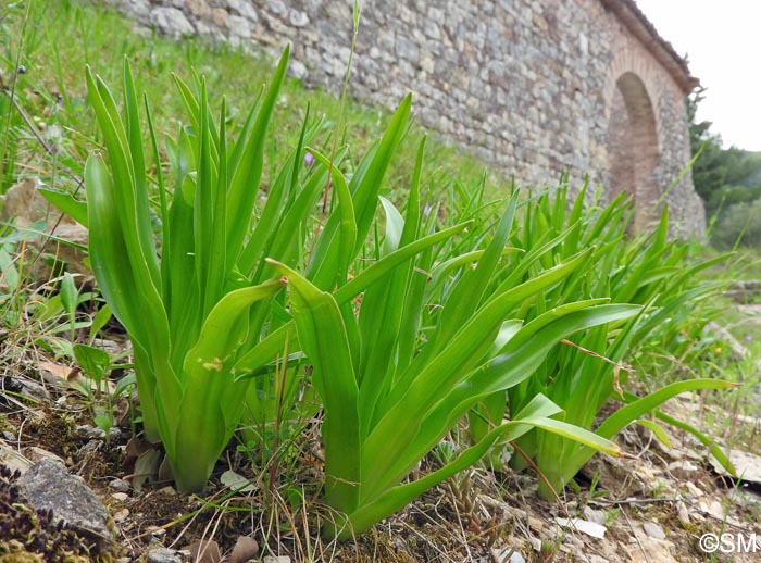 Nectaroscilla hyacinthoides = Scilla hyacinthoides