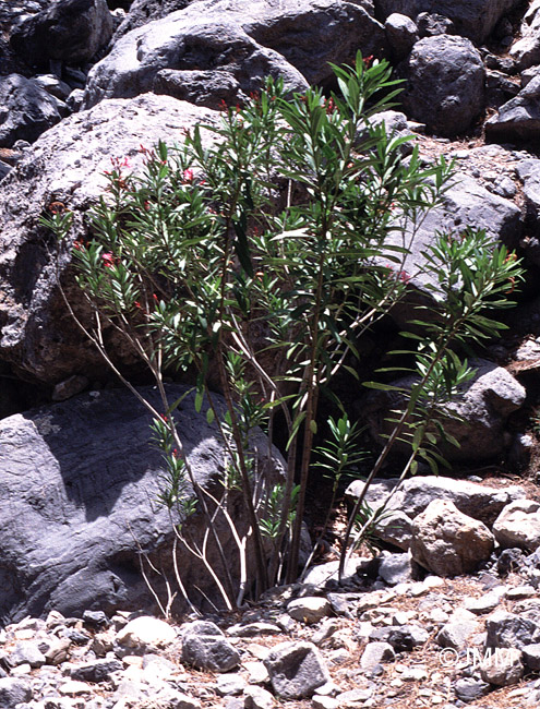 Nerium oleander