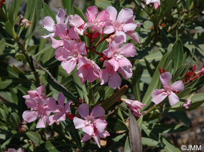 Nerium oleander