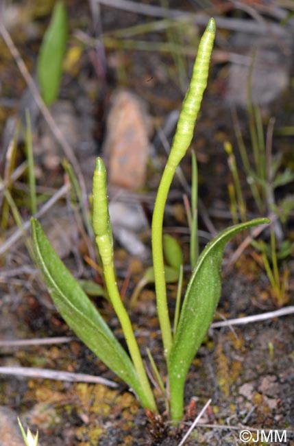 Ophioglossum azoricum