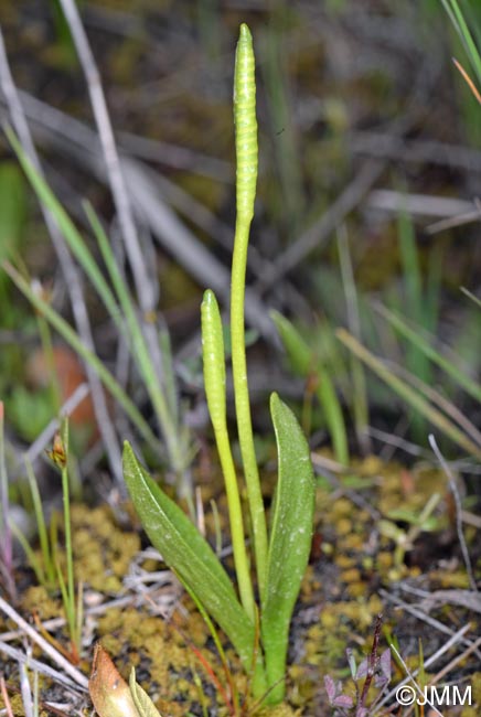 Ophioglossum azoricum