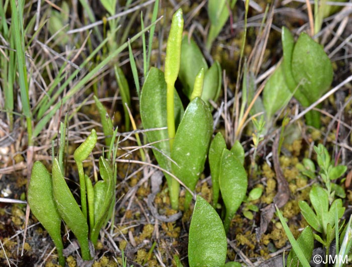 Ophioglossum azoricum