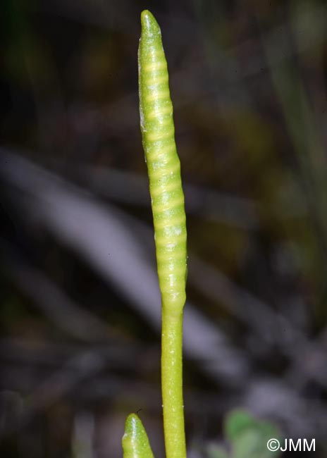 Ophioglossum azoricum