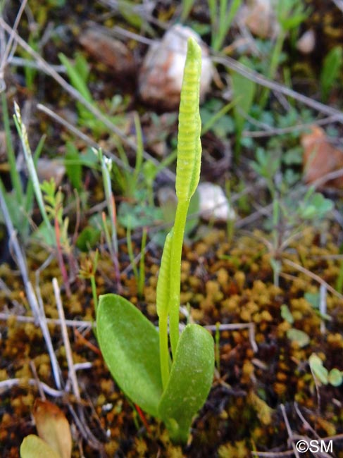 Ophioglossum azoricum