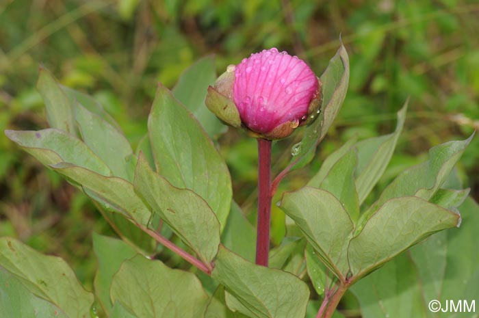 Paeonia mascula subsp. mascula