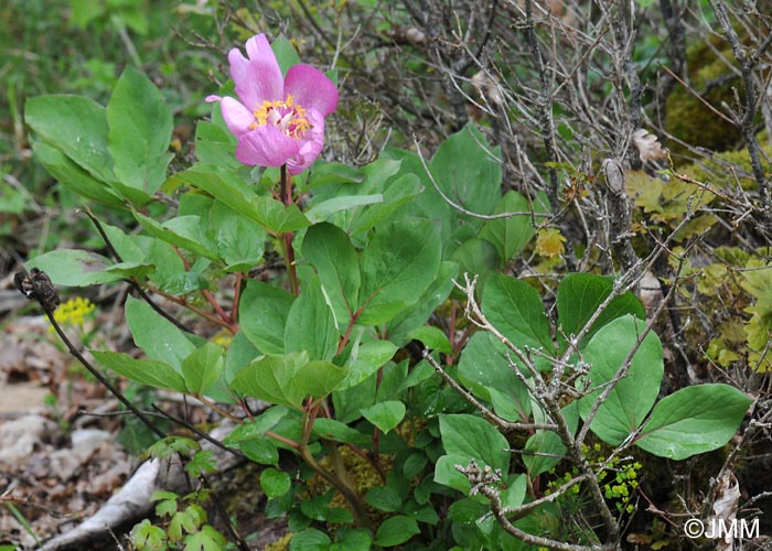 Paeonia mascula subsp. mascula