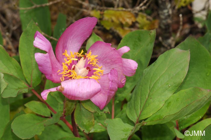 Paeonia mascula subsp. mascula