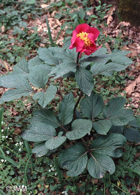 Paeonia mascula subsp. russoi