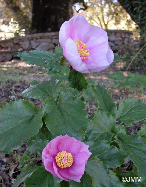 Paeonia mascula subsp. russoi