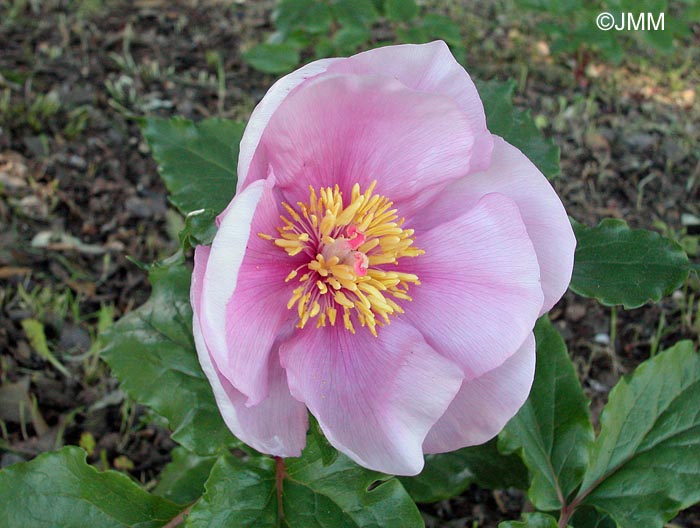 Paeonia mascula subsp. russoi