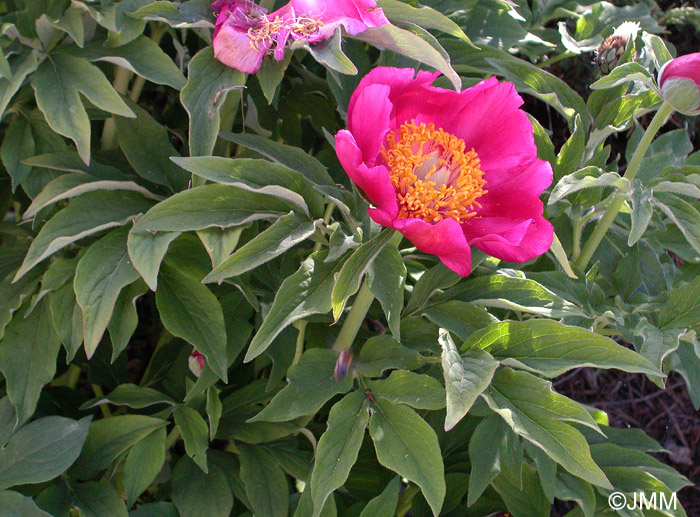 Paeonia officinalis