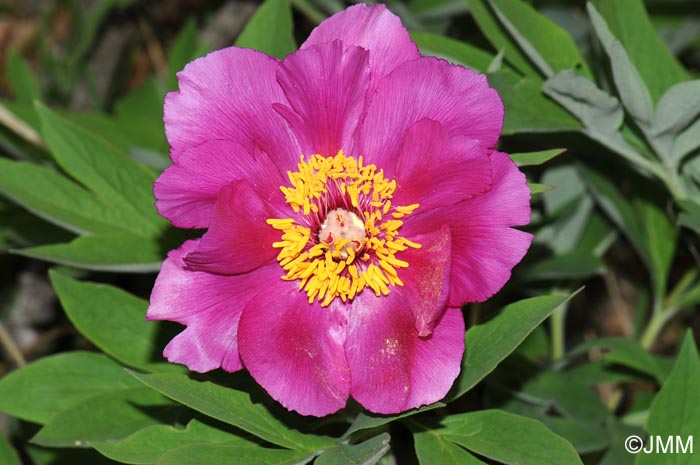 Paeonia officinalis