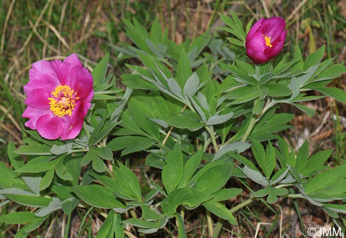 Paeonia officinalis