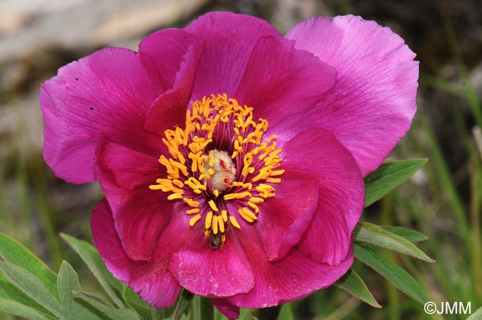 Paeonia officinalis