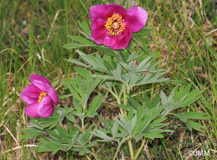 Paeonia officinalis