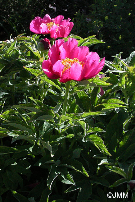 Paeonia officinalis