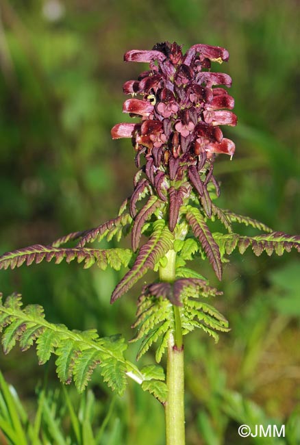 Pedicularis recutita