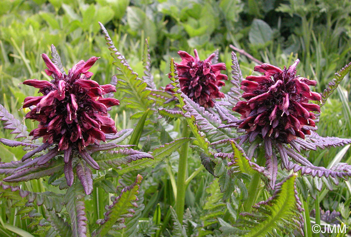 Pedicularis recutita