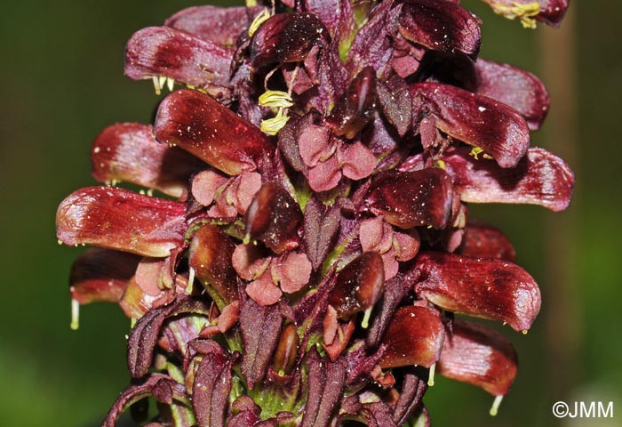 Pedicularis recutita