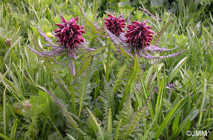 Pedicularis recutita