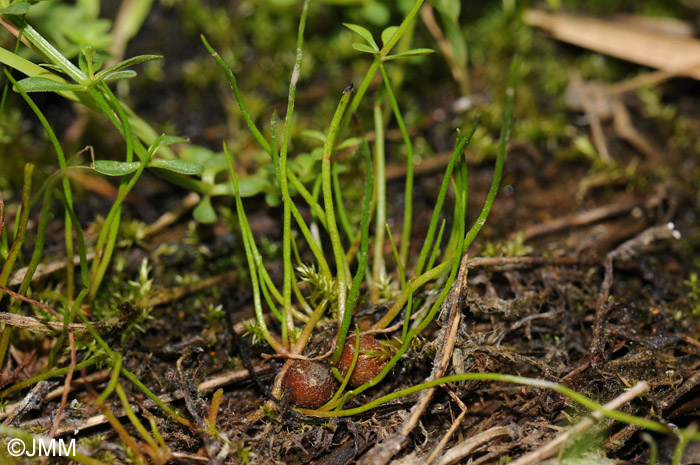 Pilularia globulifera