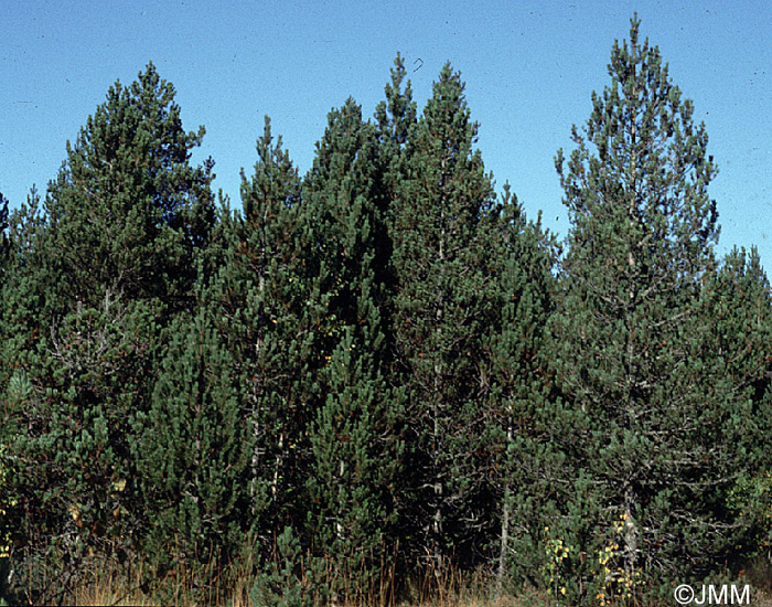 Pinus uncinata