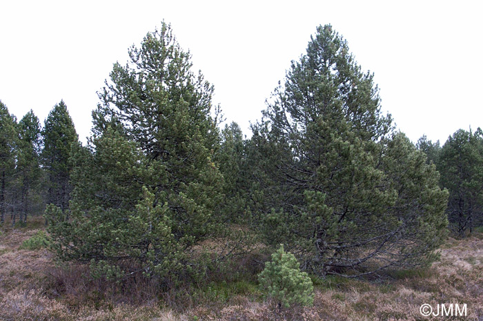 Pinus uncinata