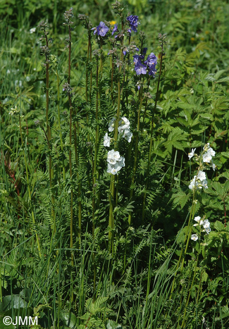 Polemonium caeruleum