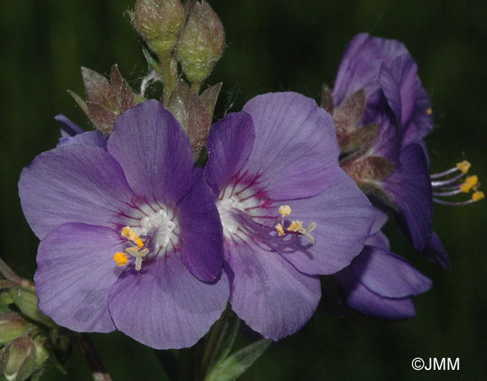 Polemonium caeruleum