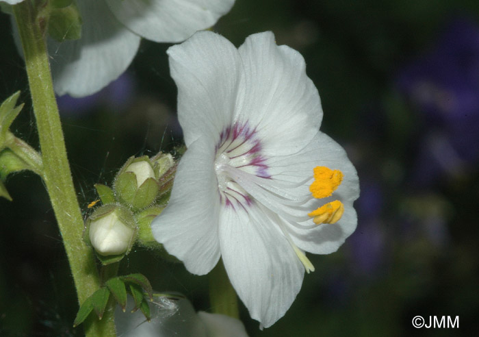 Polemonium caeruleum