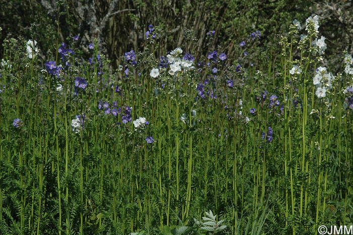 Polemonium caeruleum