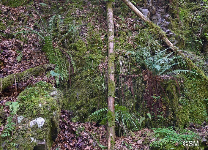 Polystichum braunii