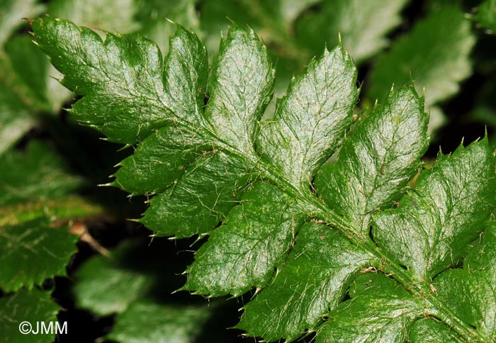 Polystichum braunii